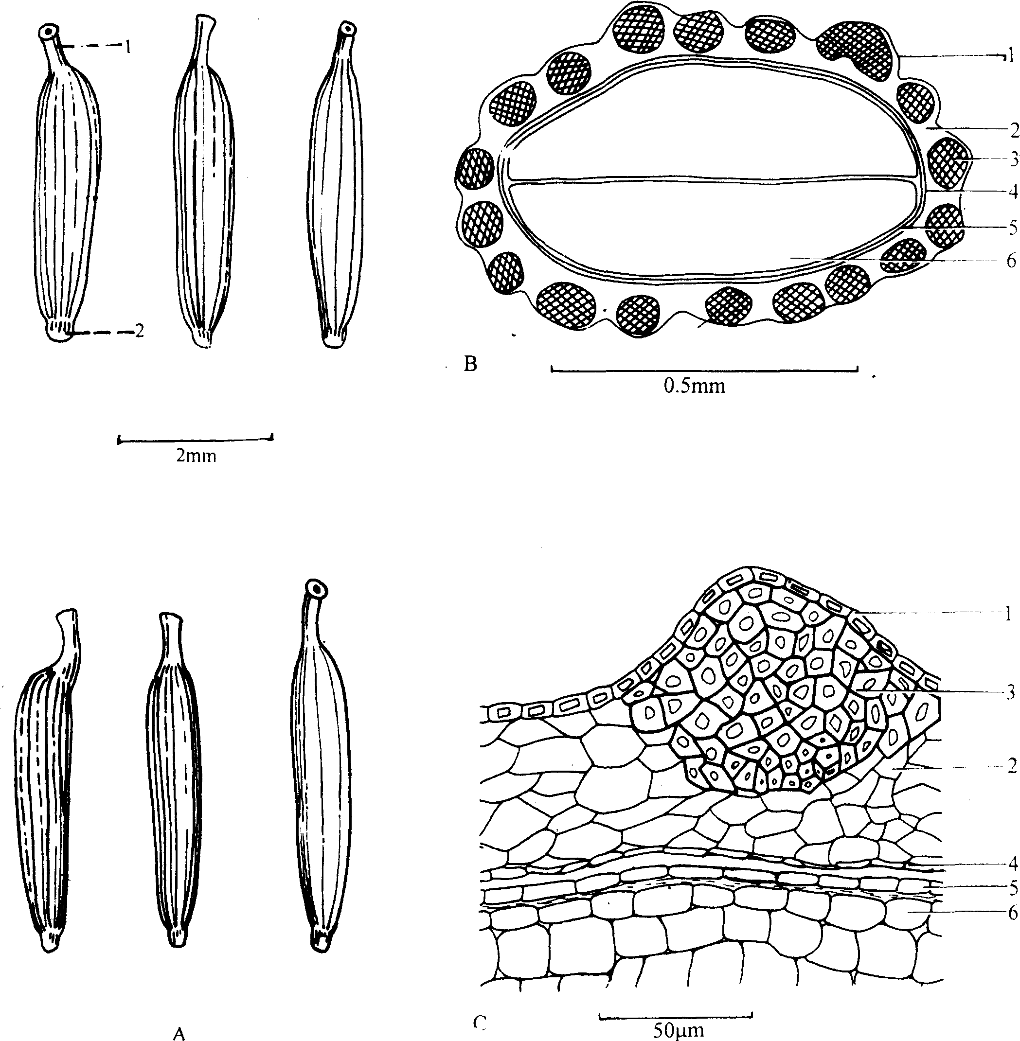 鹤虱