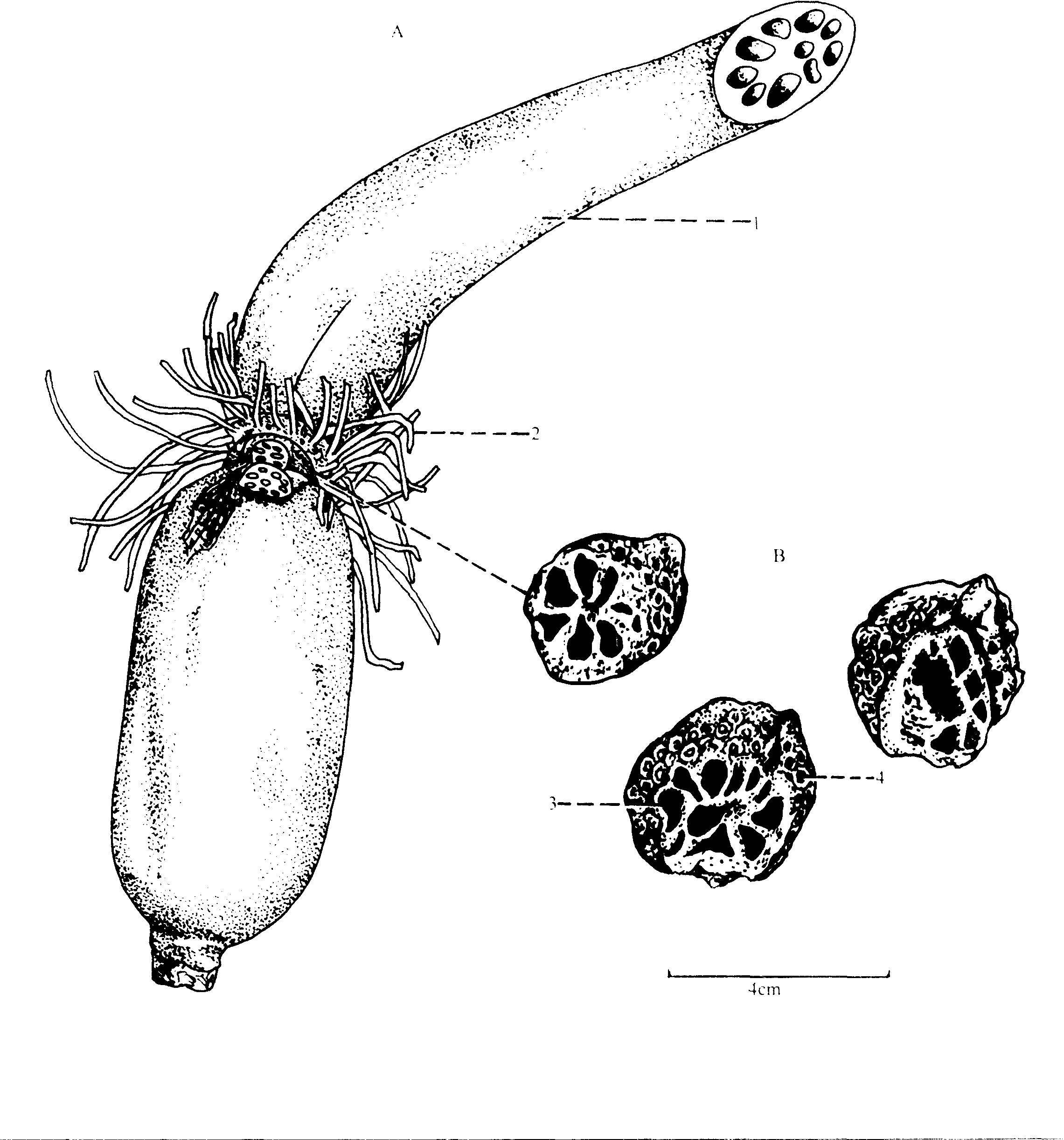 藕节