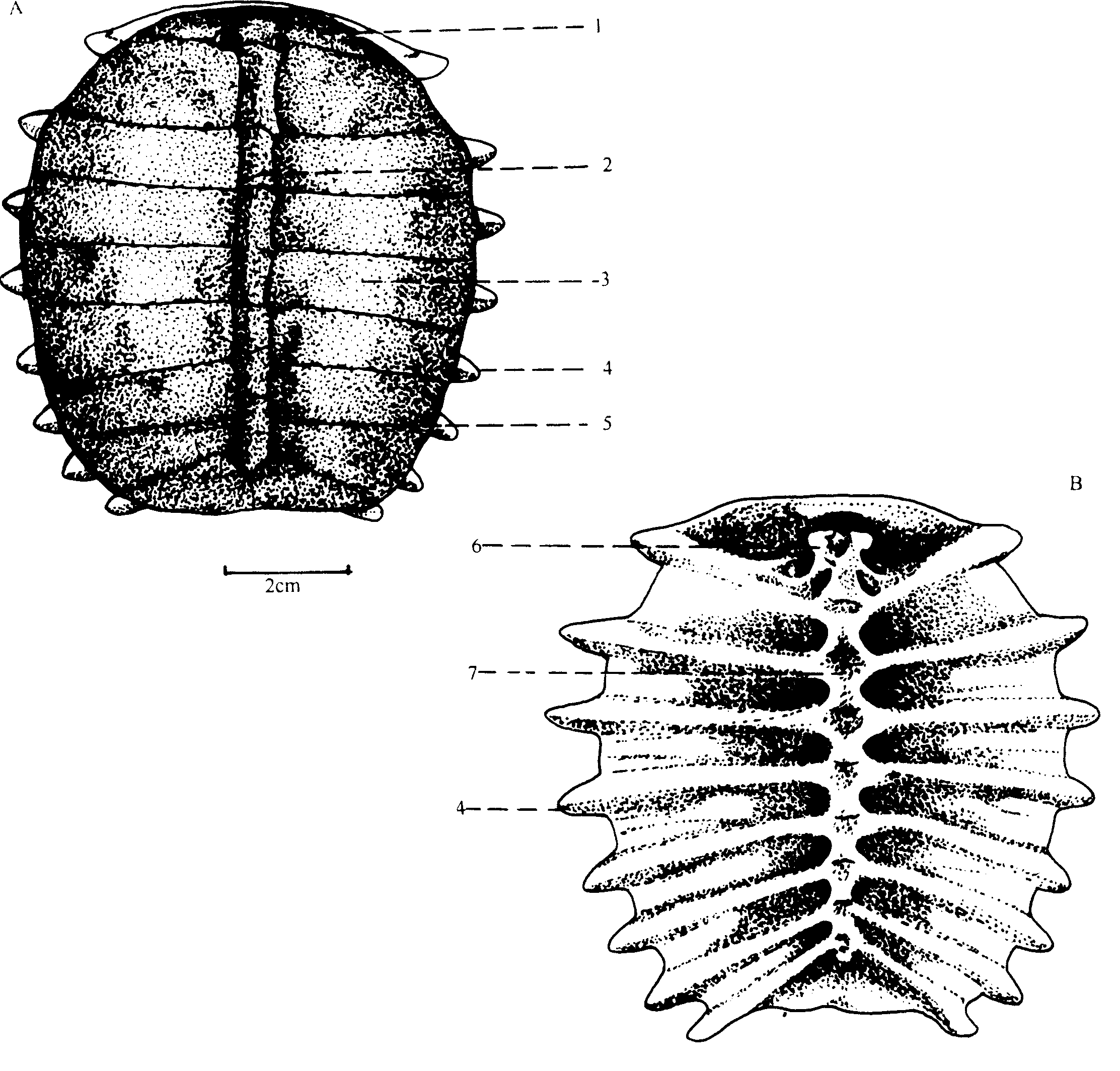 鳖甲