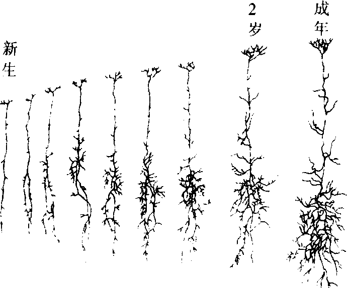 神经系统的发育