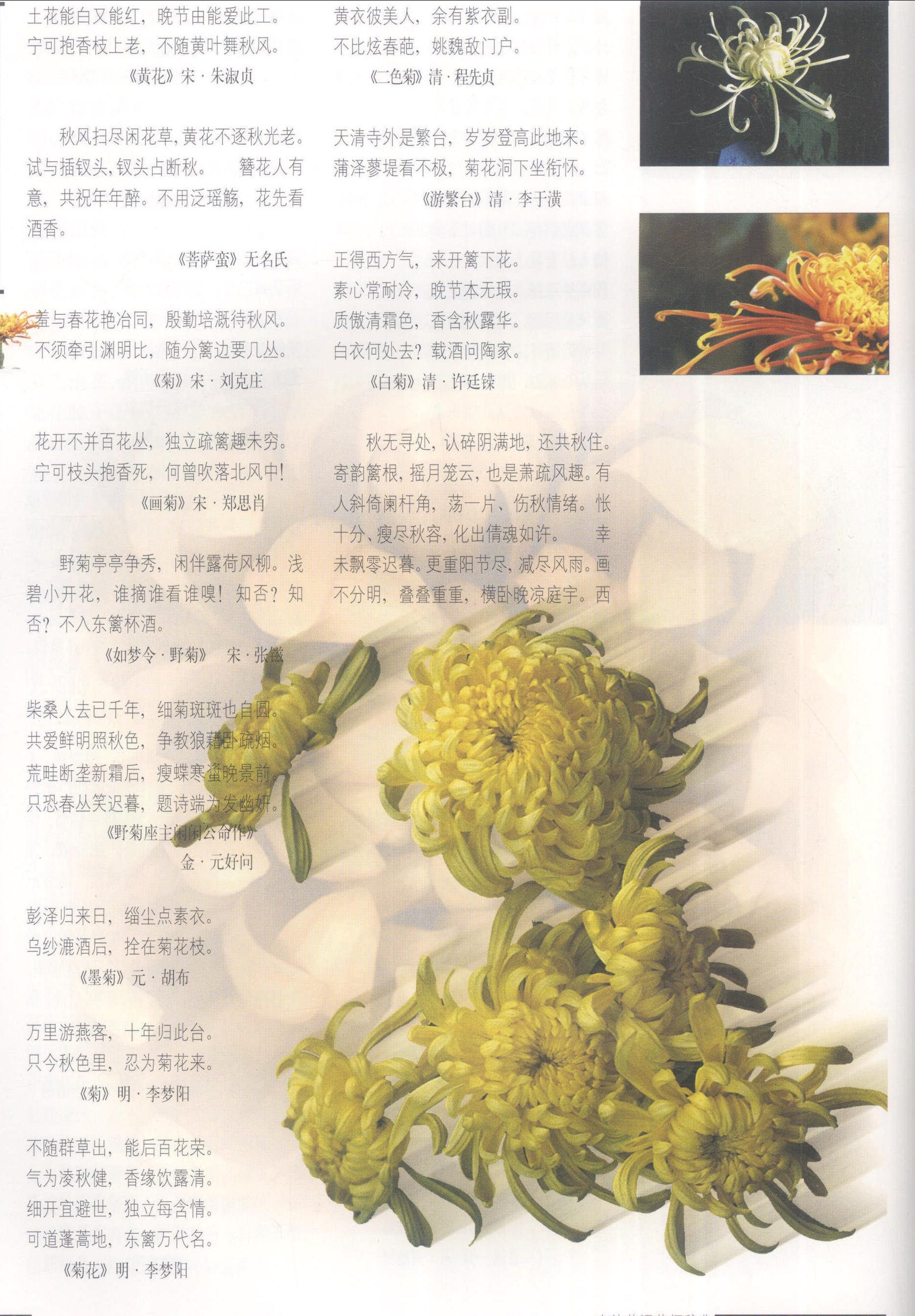 六月菊的花语和寓意图片