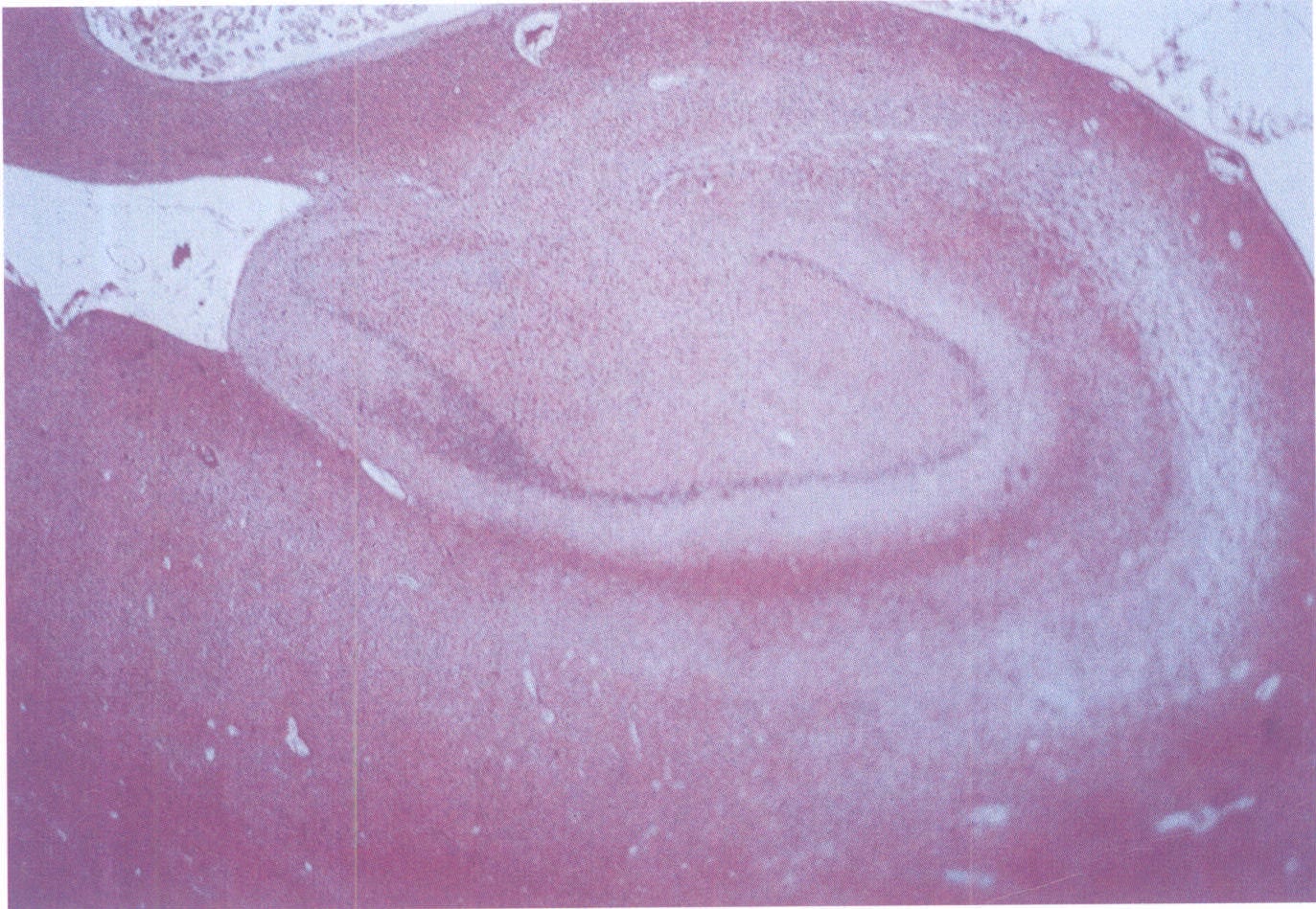 图1-8 海马的组织切片，示海马和齿状回组织结构。HE染色，低倍