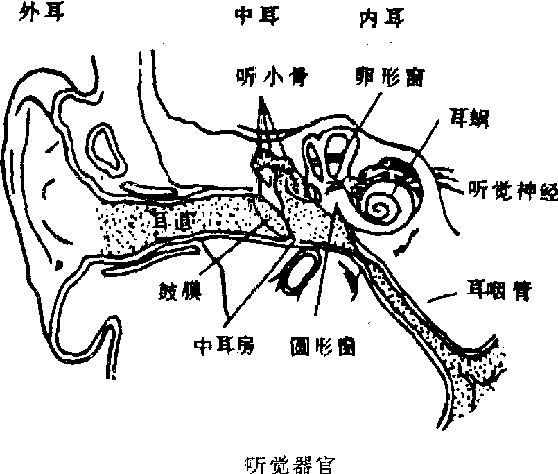 听觉器官