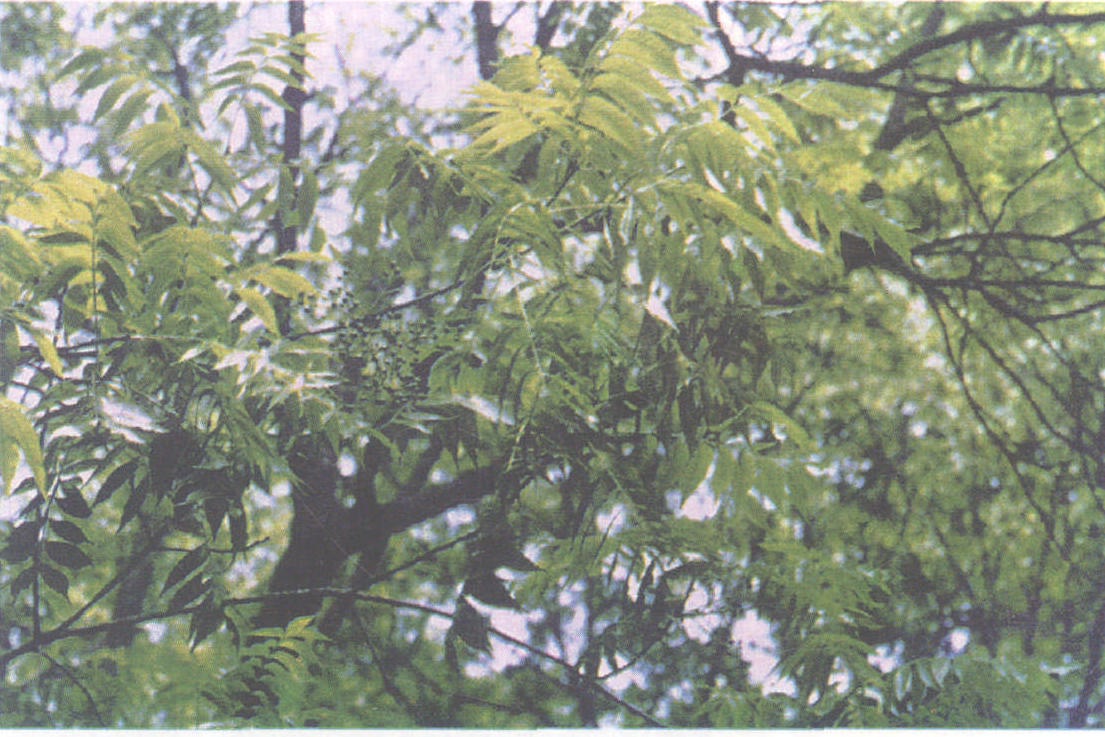 2-32 黄皮树 (川黄柏)