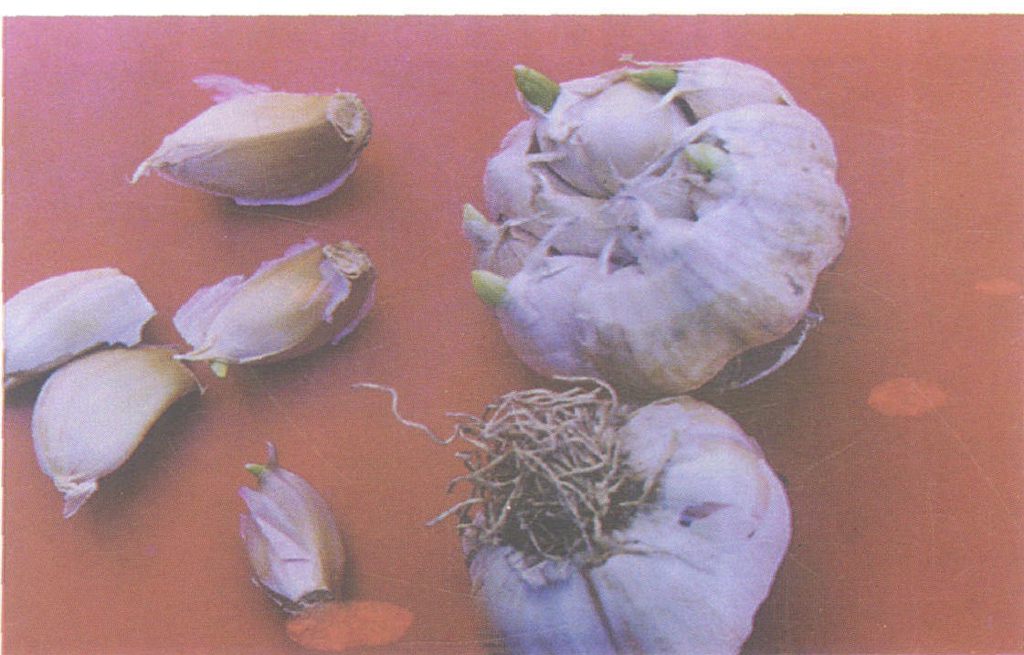 大蒜的鳞茎盘绘制图图片