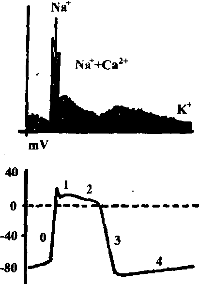 action potential