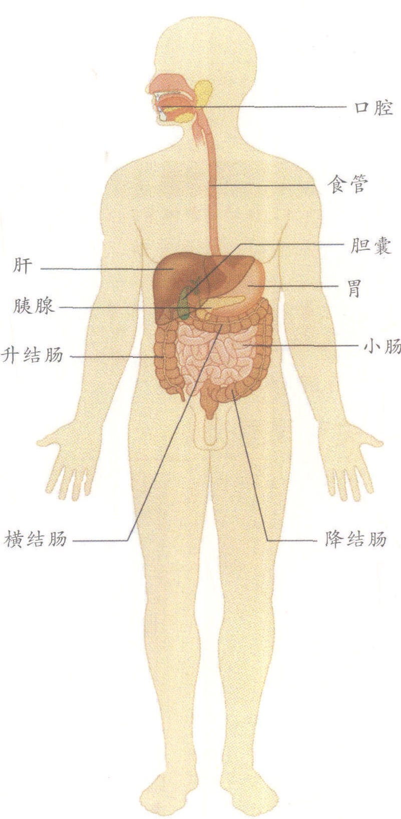 第一節(jié) 消化系統(tǒng)概述