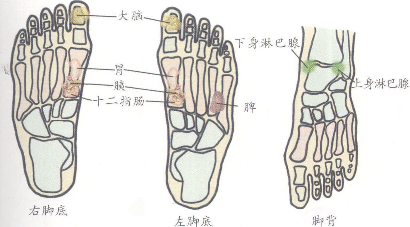 腿部胰腺点位置图片图片