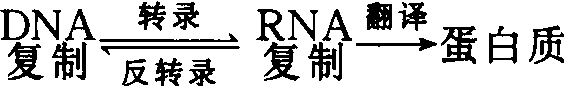 遺傳信息與蛋白質(zhì)——轉(zhuǎn)錄和翻譯