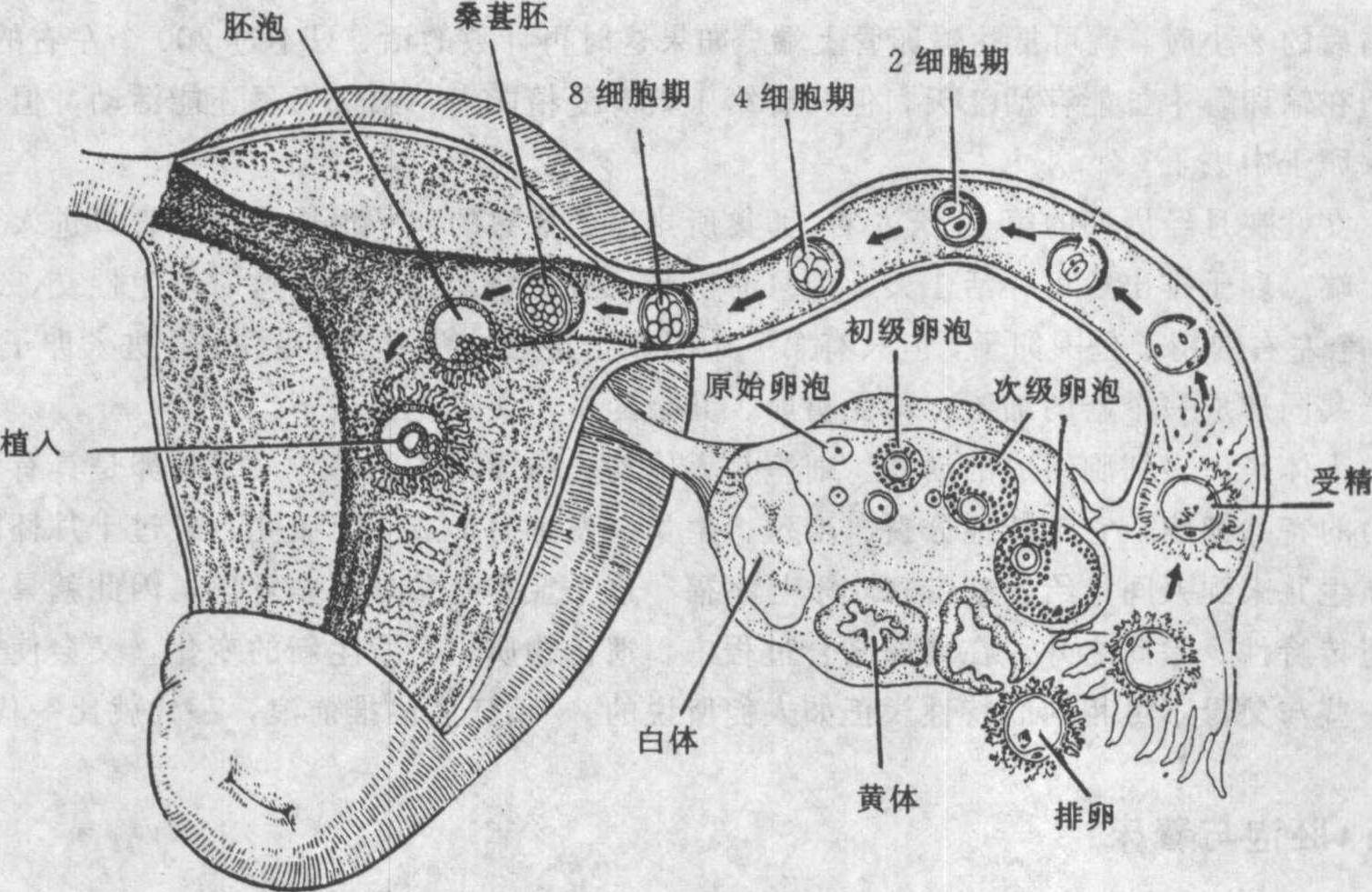 胚泡与着床