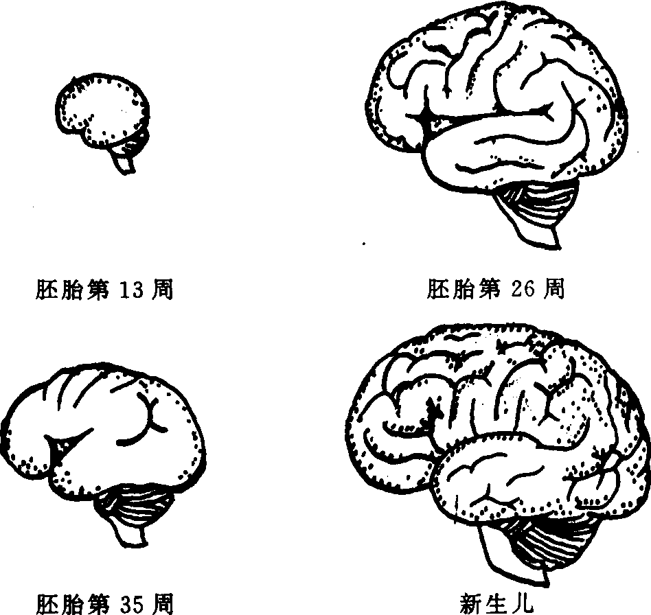 胎儿脑发育最快