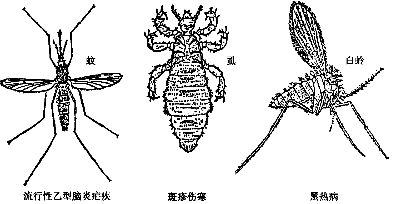 虫媒传染病的种类和预防