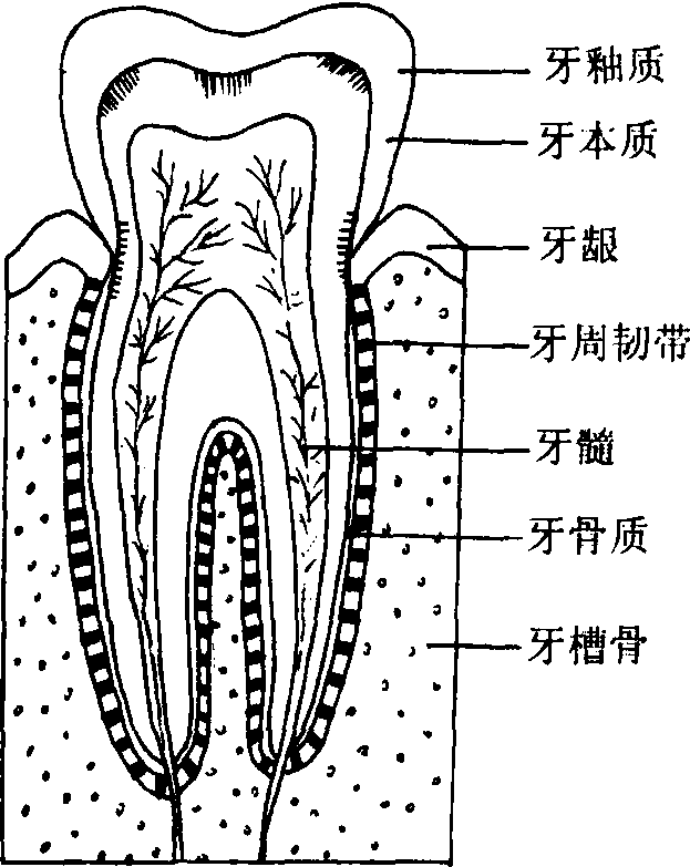 牙齿构造