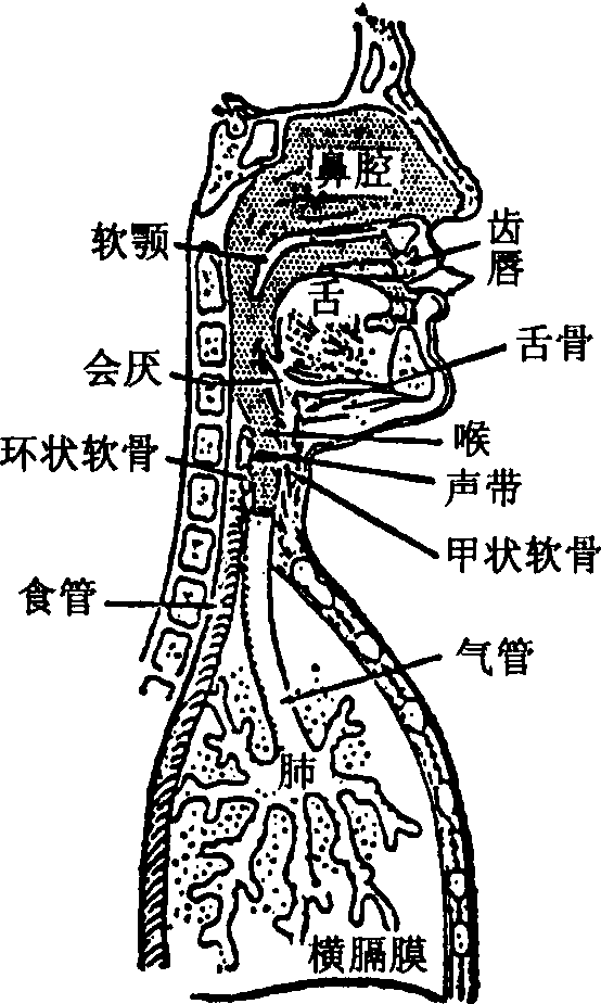 人的“音箱”——语言的发音系统