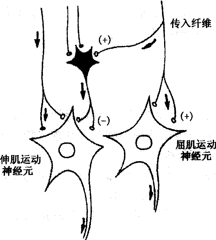 第一節(jié) 神經(jīng)元和突觸