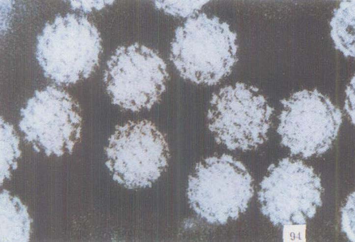 尖銳濕疣病原微生物