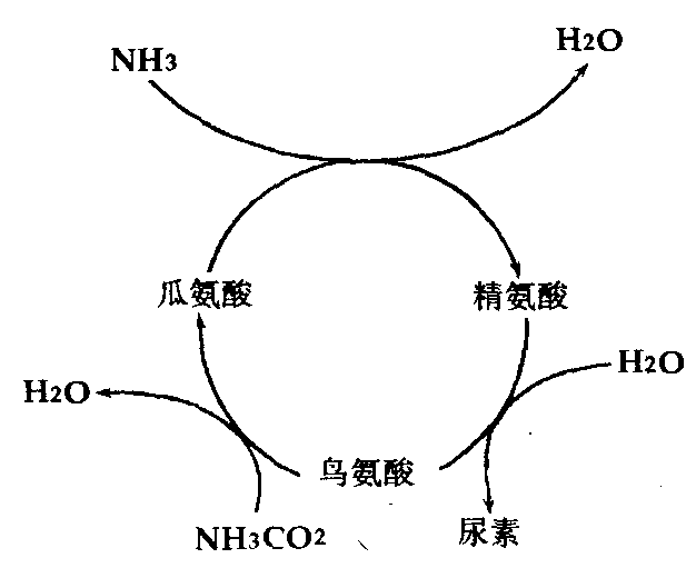 鸟氨酸循环