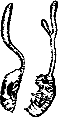 <sup>0006</sup>小蟬花
