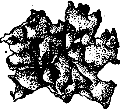 <sup>0009</sup>銀耳