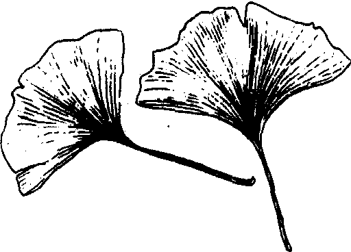 <sup>0043</sup>銀杏葉