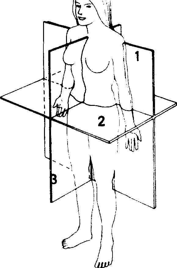 图1-1　人体的面模式图