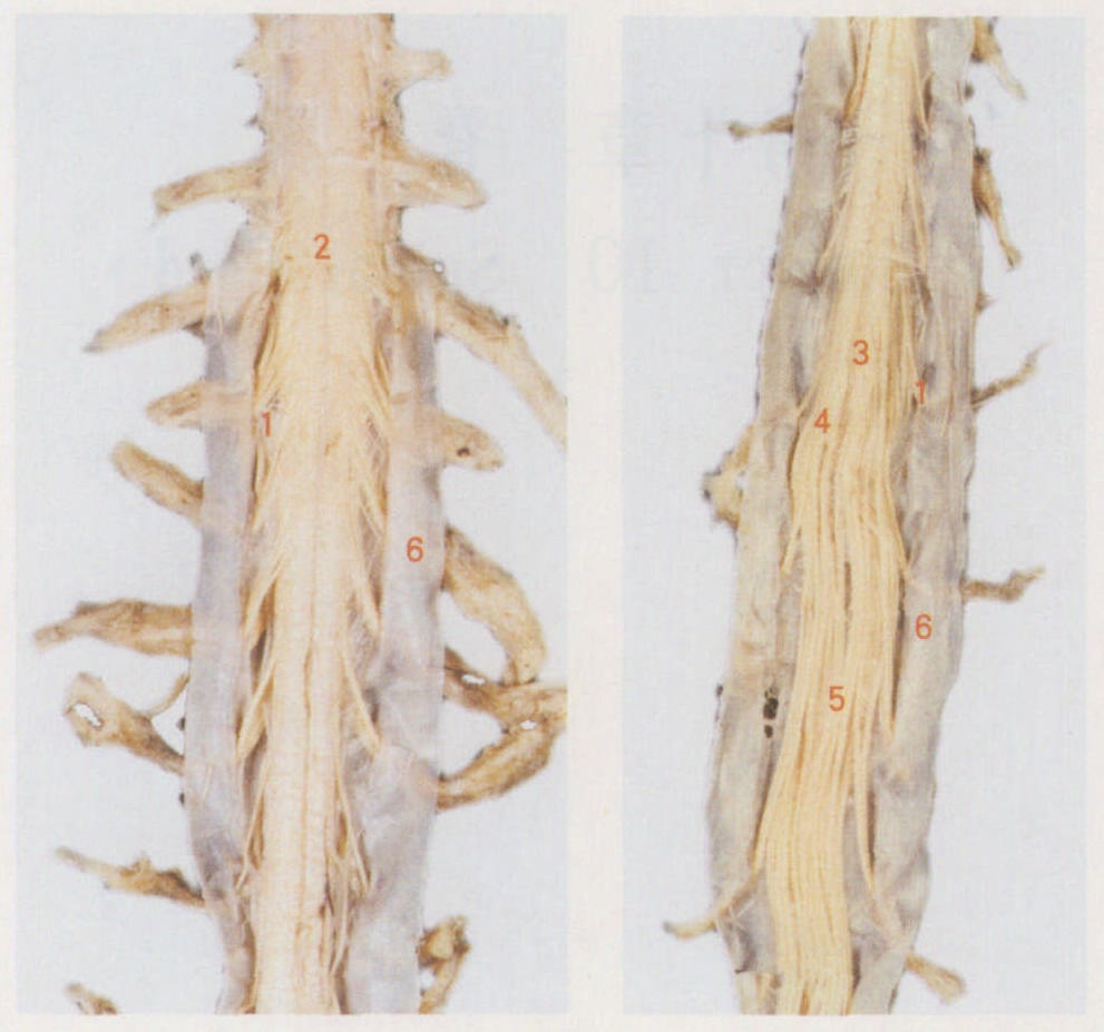 图10-2　脊髓的形态
