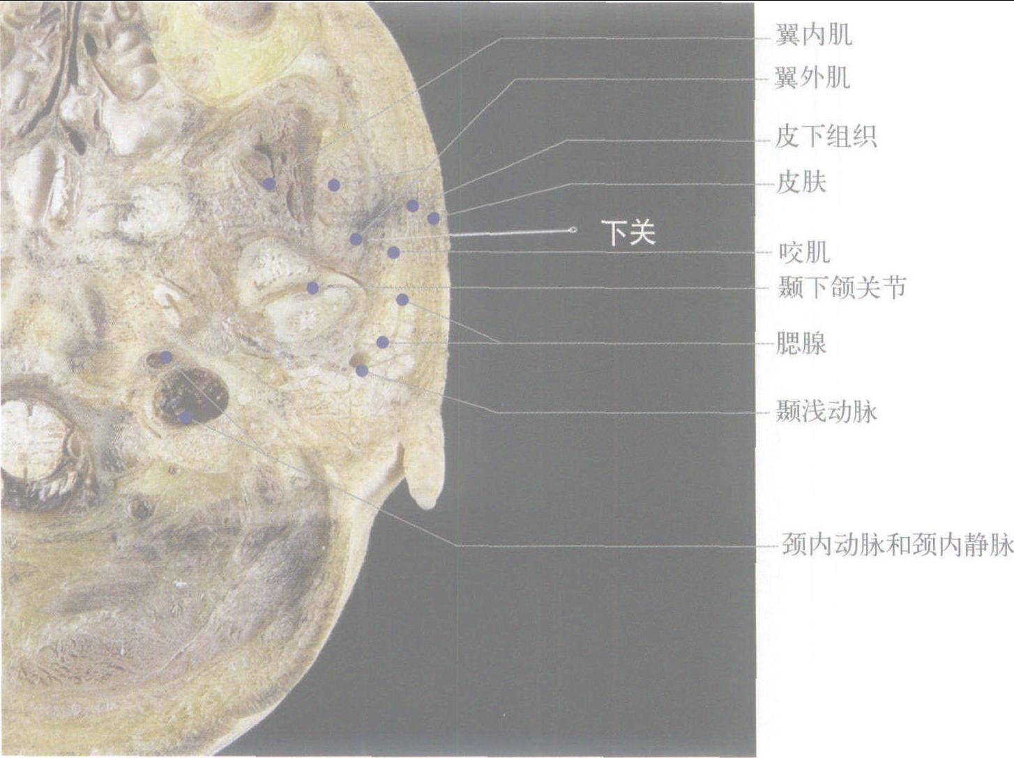 圖4-6下關(guān)穴橫切面