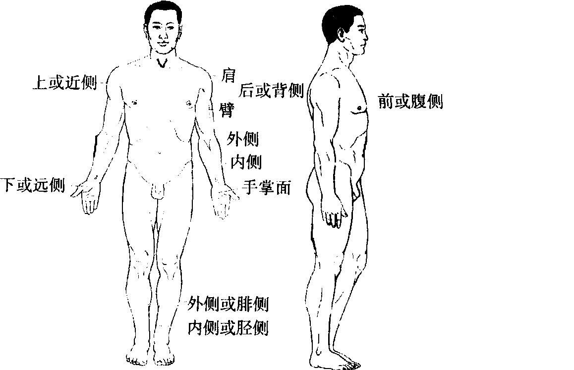 一、解剖學(xué)常用的方位術(shù)語