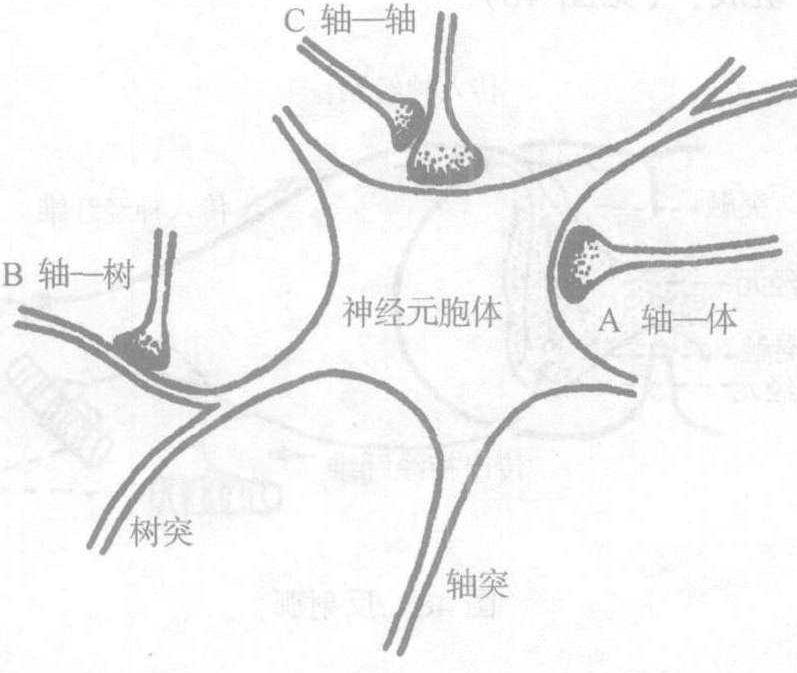 四、神经元之间的联系方式