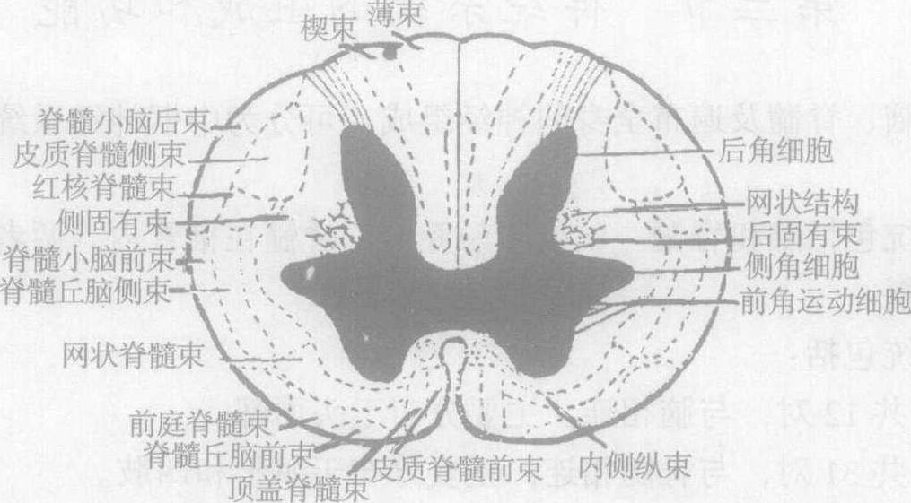 (三)脊髓的内部构造