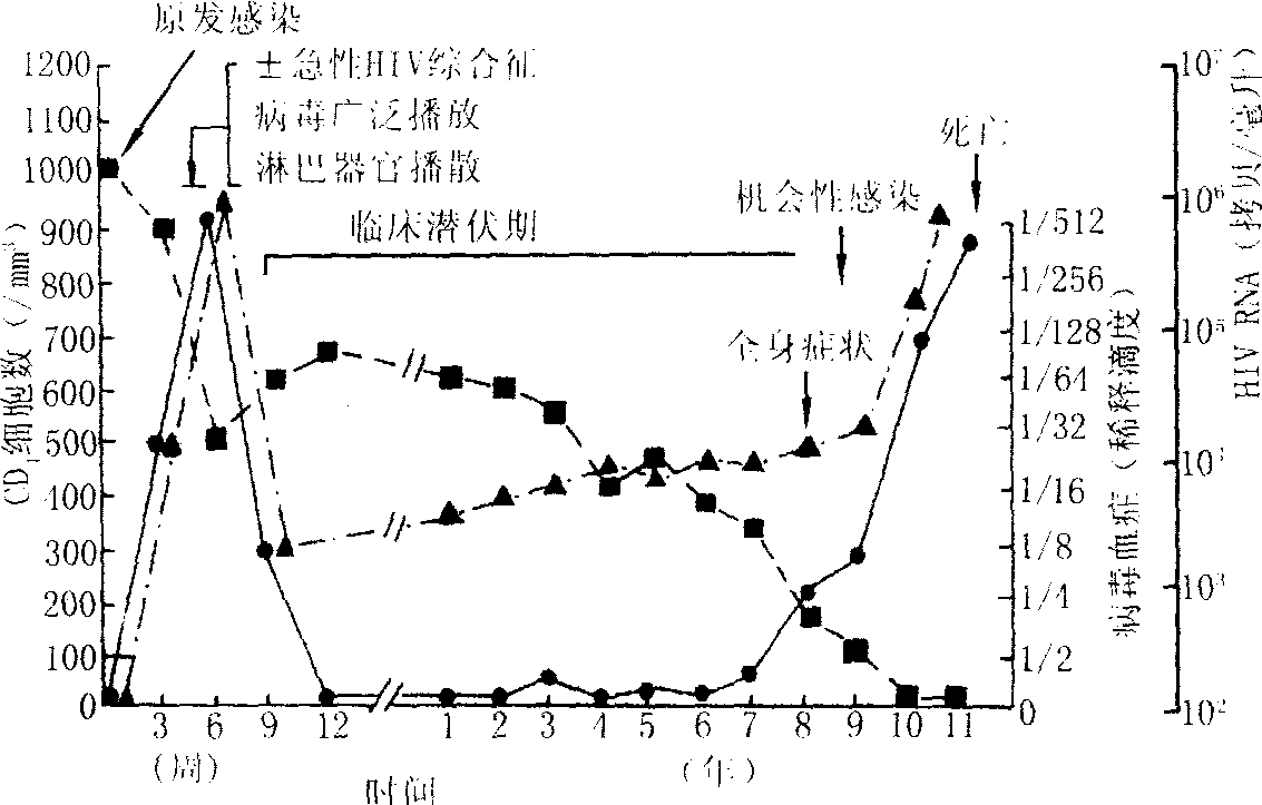 第四节 典型HIV感染过程