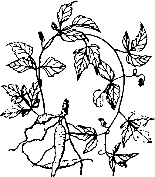 9-10 白蘞