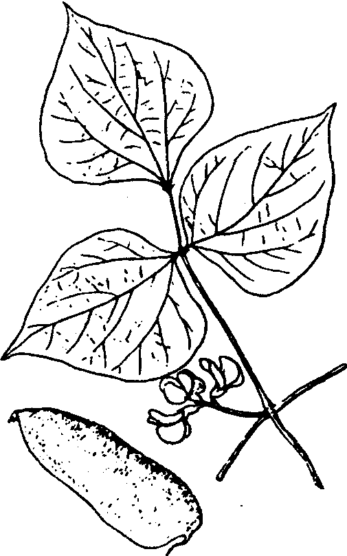 扁豆生长过程简笔画图片