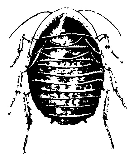 黑色圆形扁扁的虫子图片