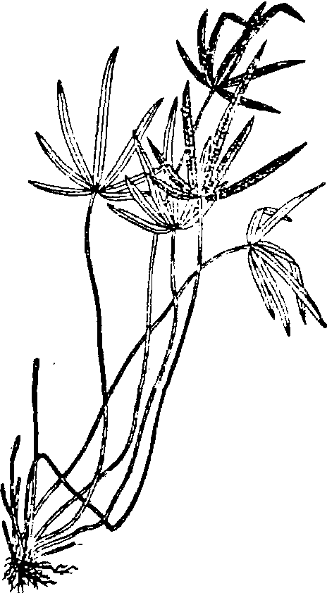 凤尾蕨手绘图片