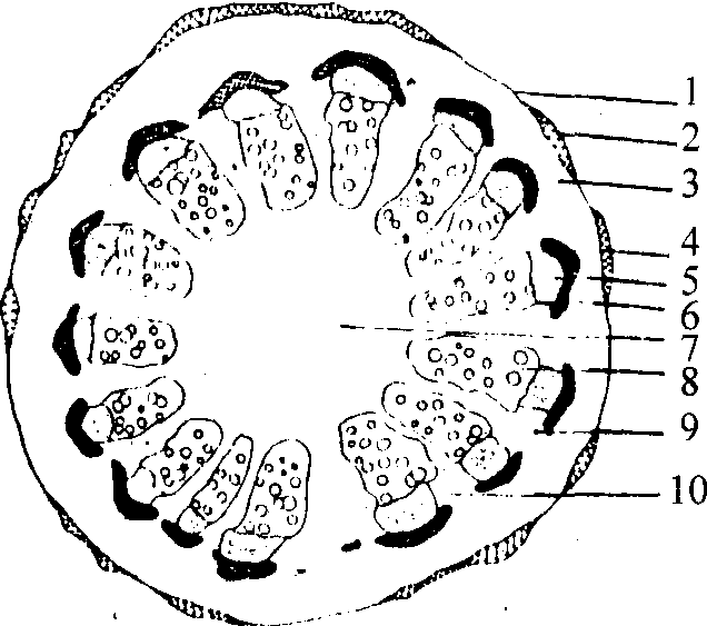 大豆根瘤横切手绘图图片