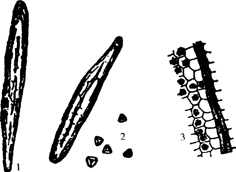 3.丁香