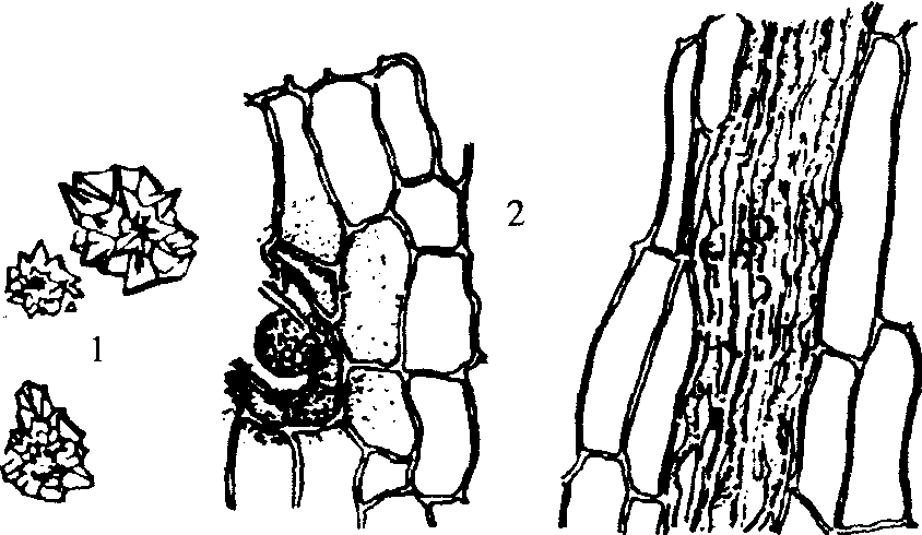 5.人參