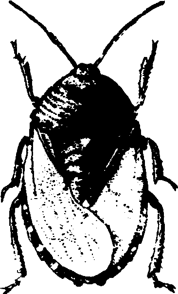 7.九香蟲