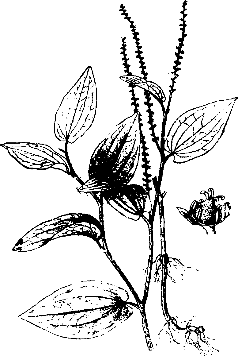 12.三白草