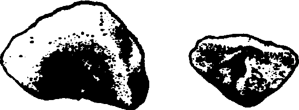 16.土貝母