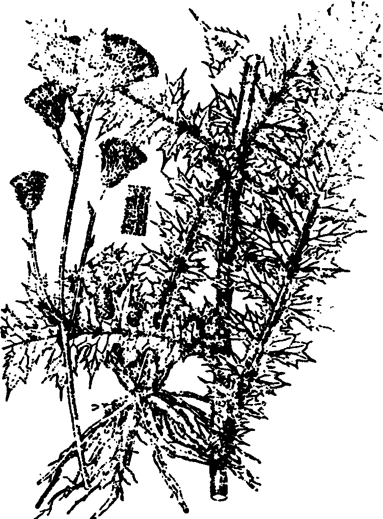 22.大薊