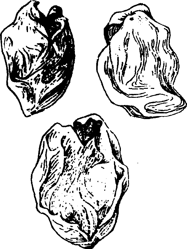 30.山茱萸
