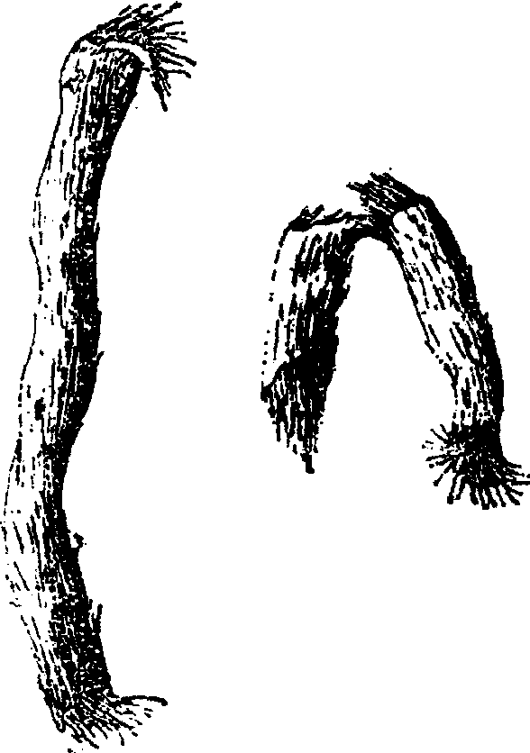 32.千年健