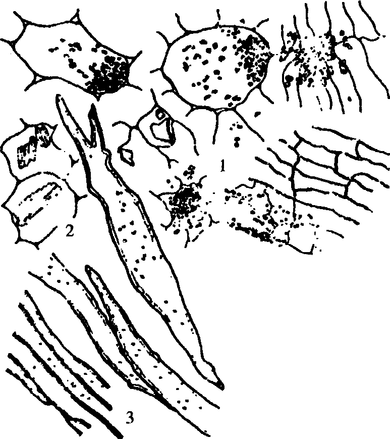 37.川牛膝