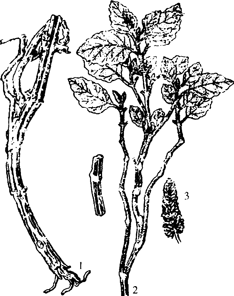 41.廣藿香