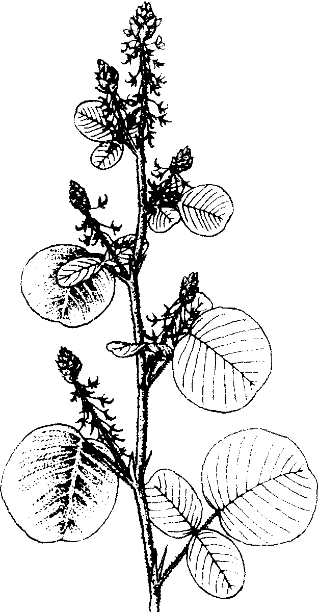 42.廣金錢草
