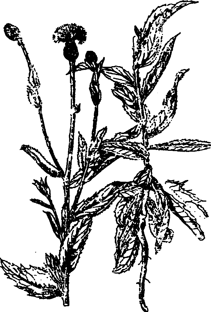 44.小薊