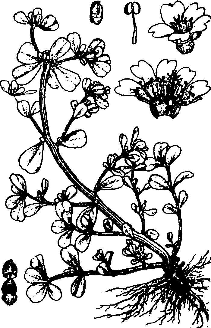 50.馬齒莧