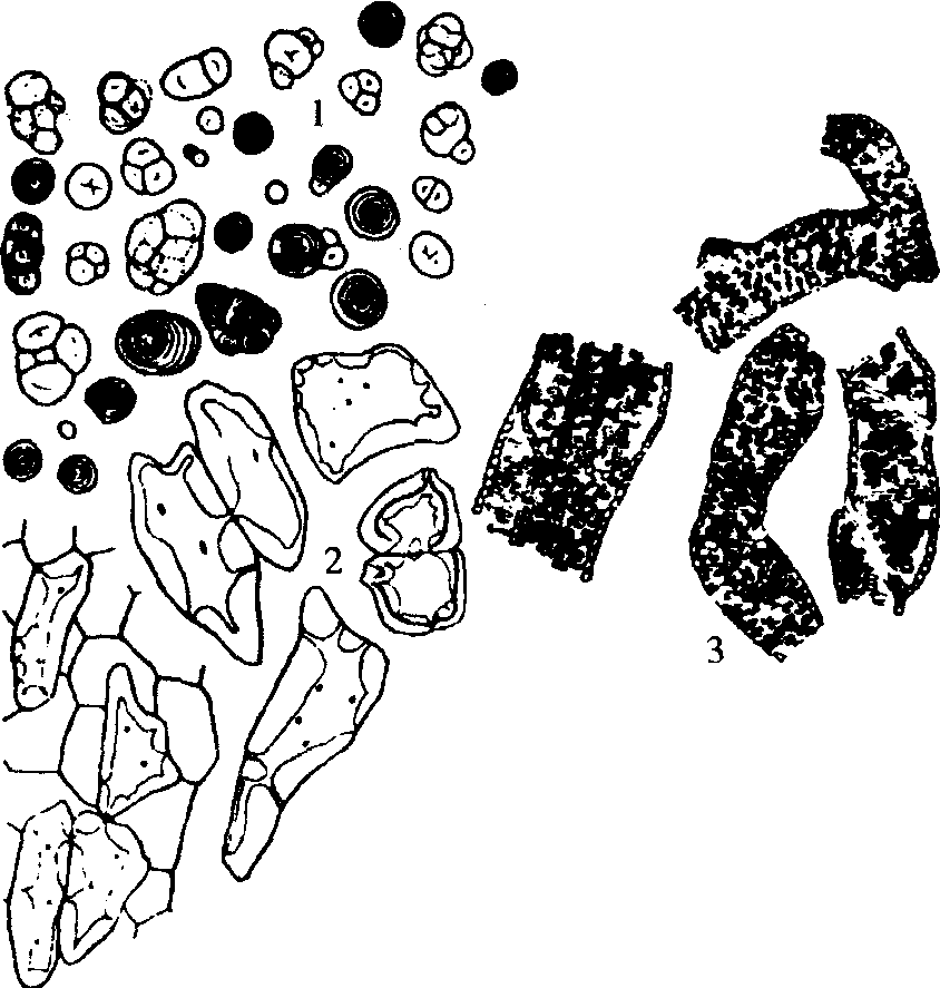淀粉粒的三种形态绘图图片
